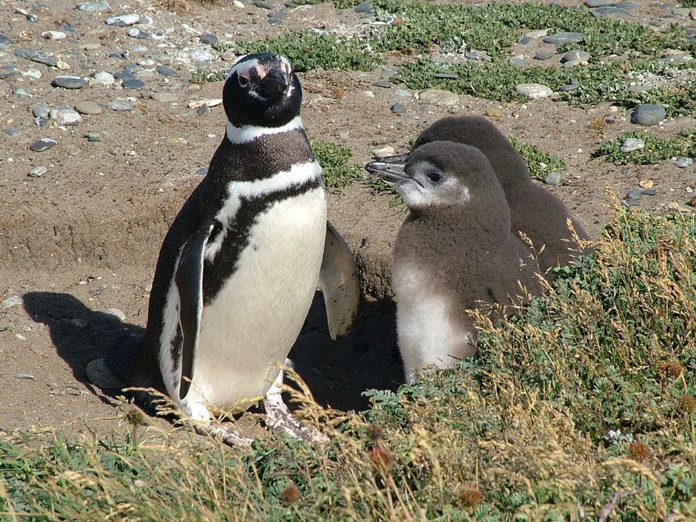 マゼランペンギンのヒナの写真