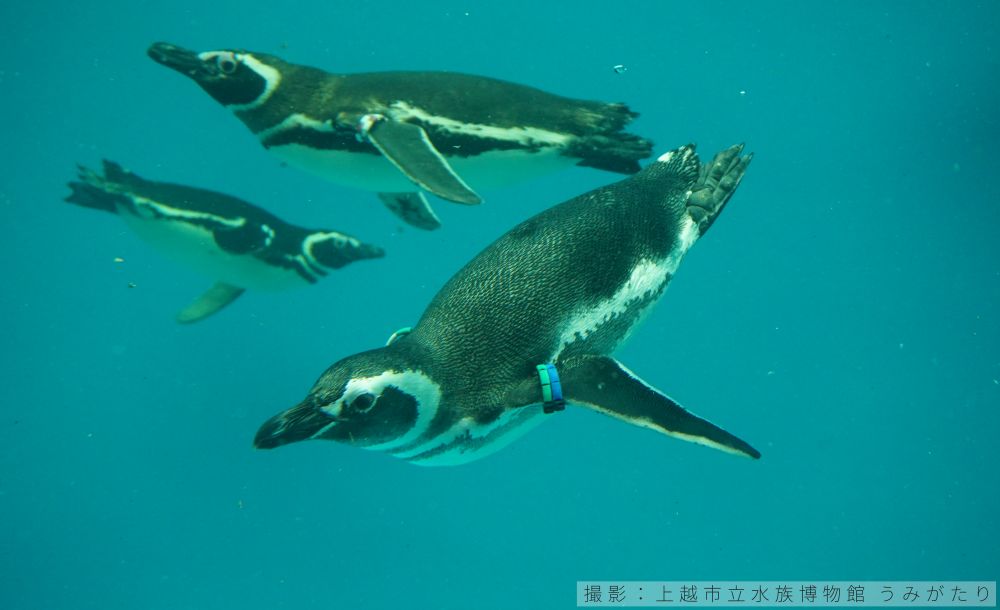 マゼランペンギンの潜水