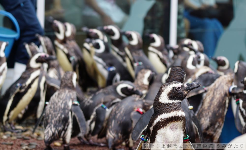 マゼランペンギンのコロニーの密度