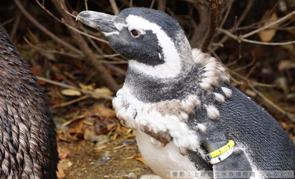 マゼランペンギンの換羽の様子