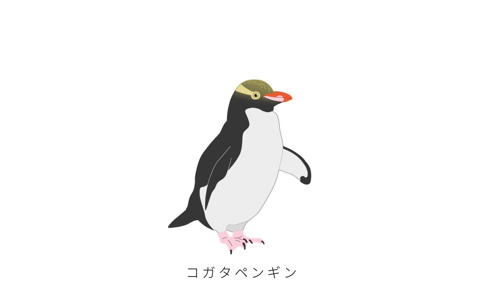 キガシラペンギン属のペンギン