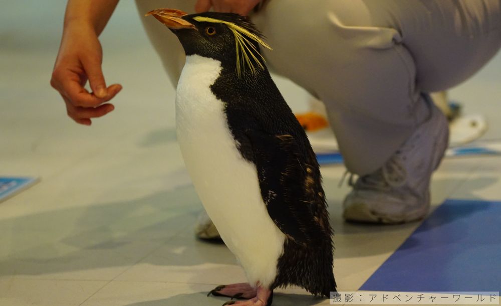 キタイワトビペンギンの写真