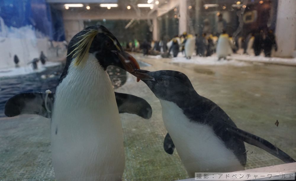 キタイワトビペンギンの亜成鳥写真