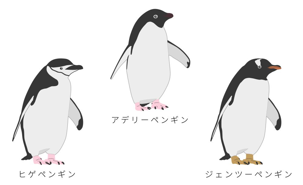 アデリーペンギン属のペンギン