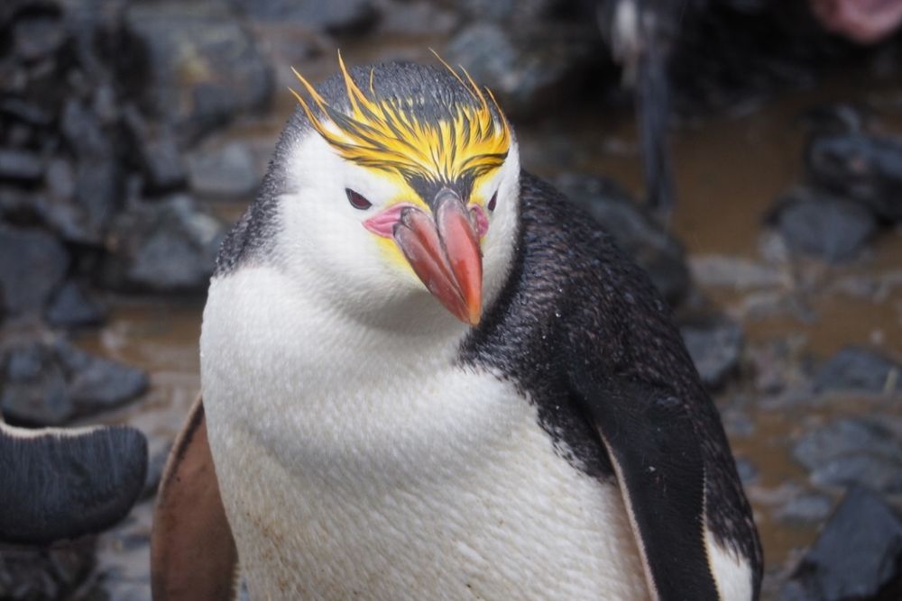 ロイヤルペンギンの写真