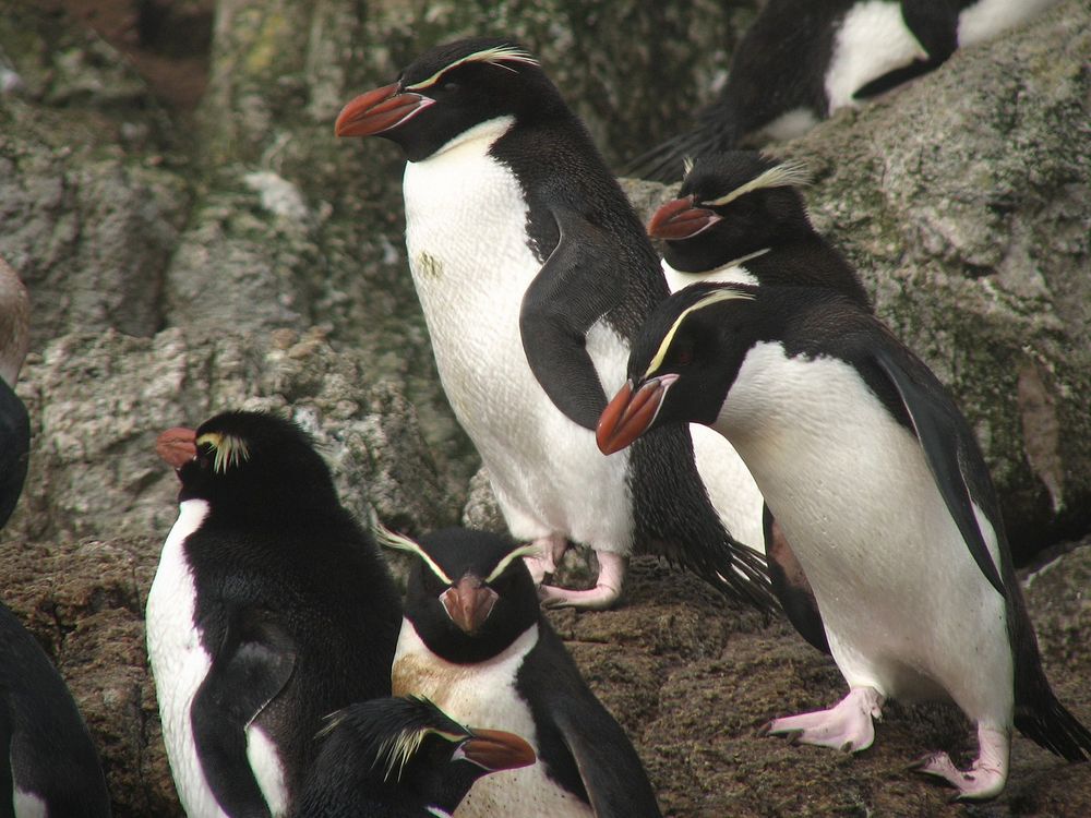 スネアーズペンギンの写真