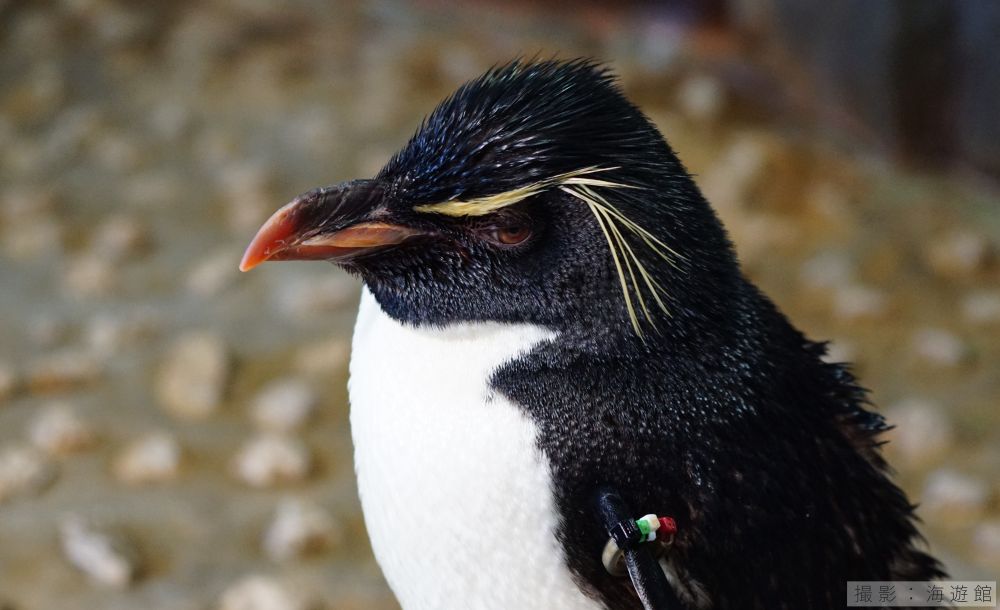 ミナミイワトビペンギンの写真