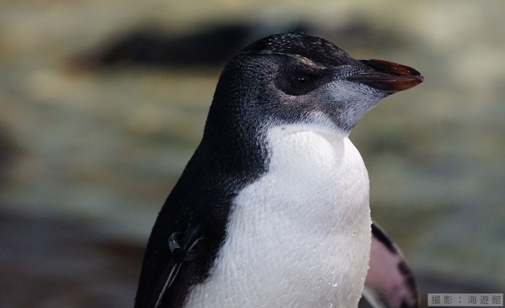 ミナミイワトビペンギンの亜成鳥写真