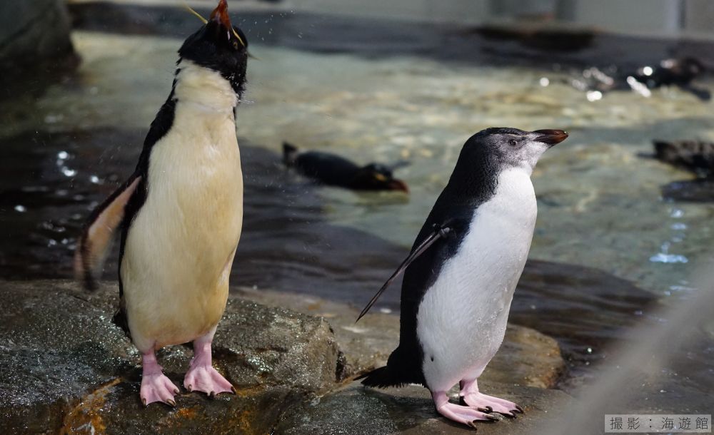 ミナミイワトビペンギンの亜成鳥写真