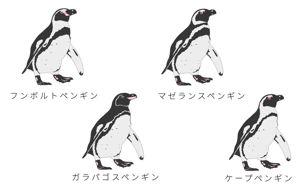 フンボルトペンギン属のペンギン