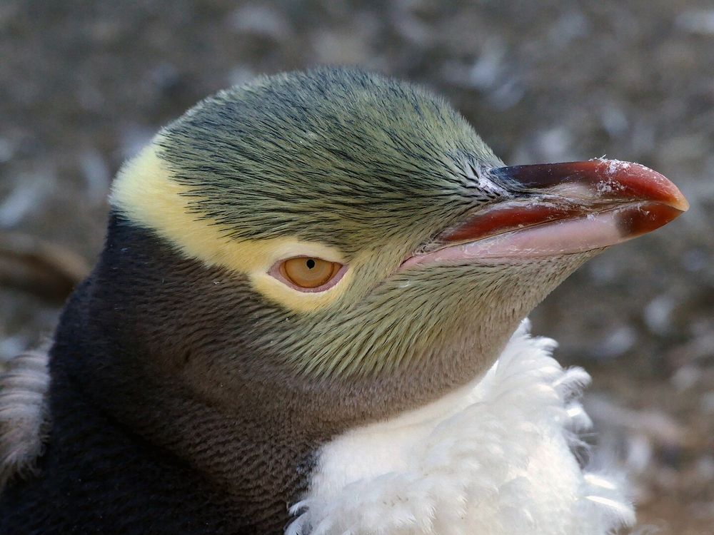 キガシラペンギンの写真