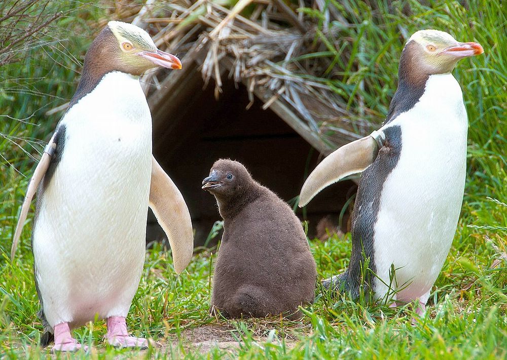 キガシラペンギンのヒナの写真