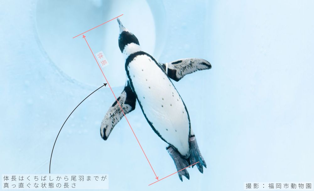 ペンギンの体長の測りたか