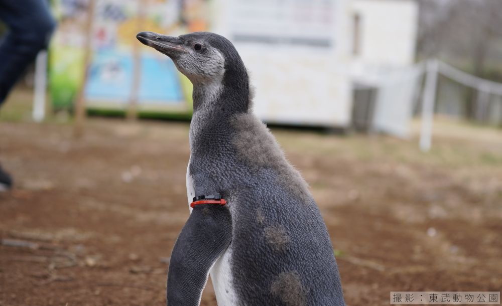 フンボルトペンギンの亜成鳥