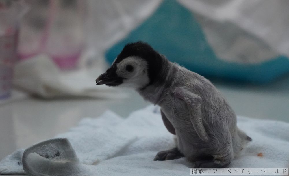 エンペラーペンギンの幼綿羽のヒナ