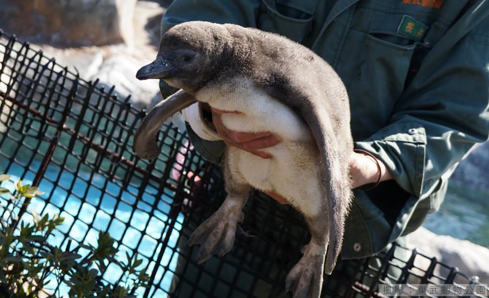 フンボルトペンギンの第二幼綿羽のヒナ