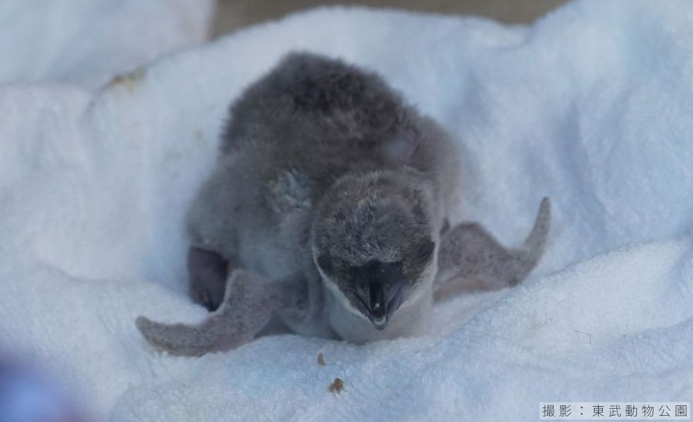 １日齢のフンボルトペンギンのヒナ