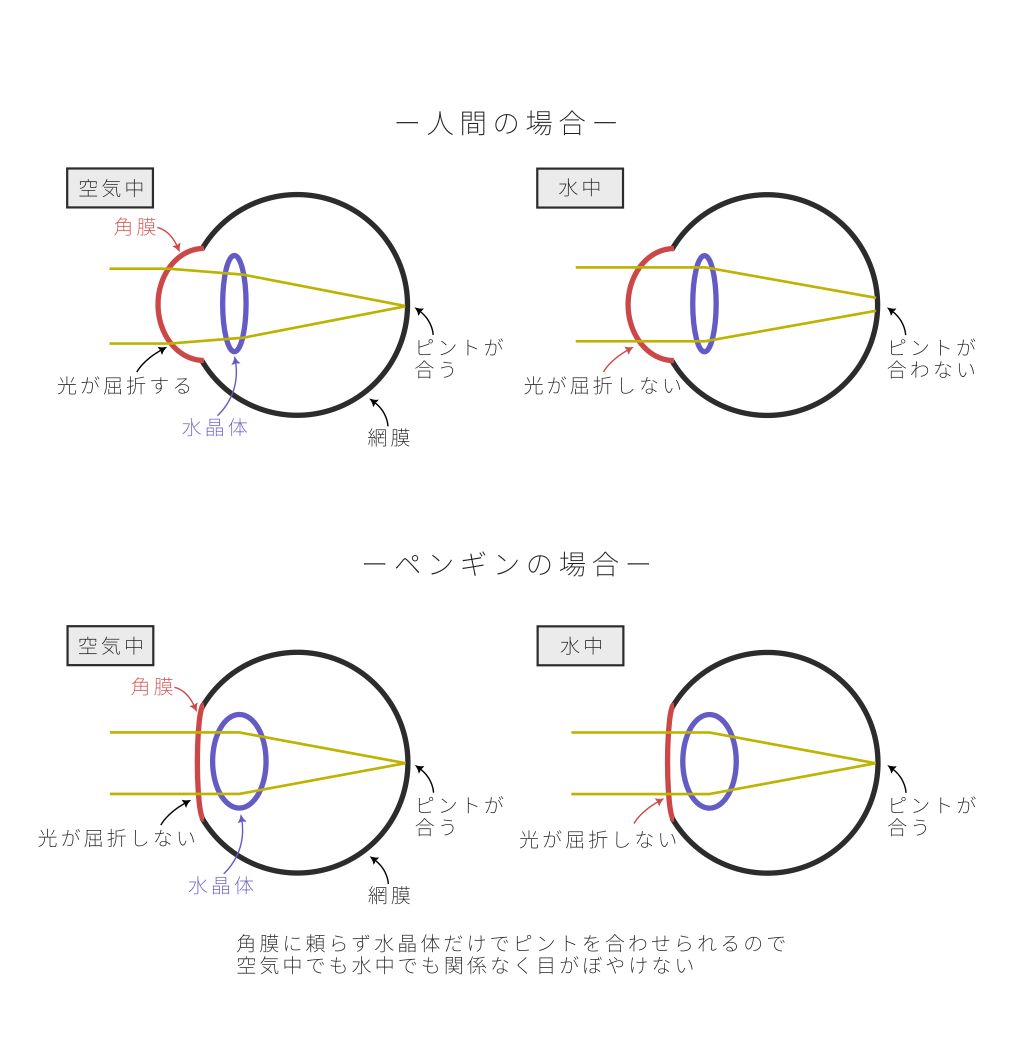 水陸両用の眼の仕組み