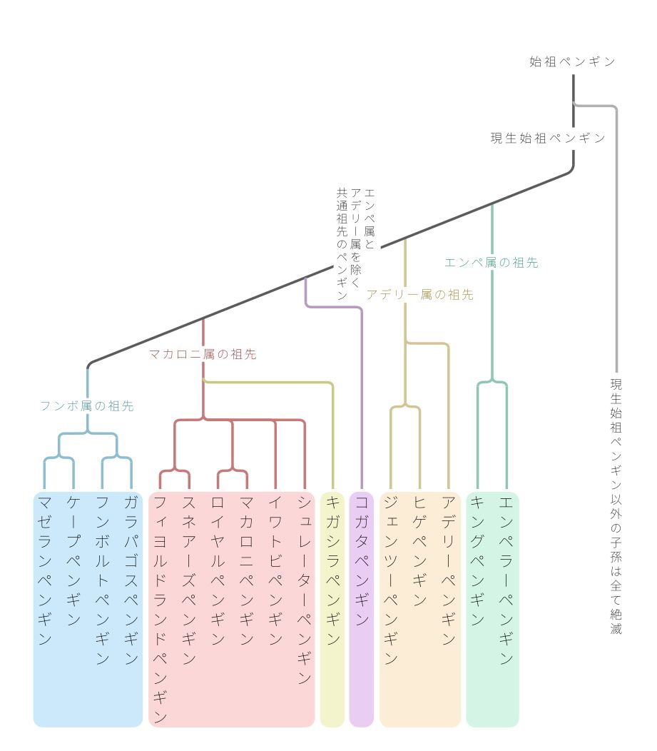 ペンギン進化の系統図