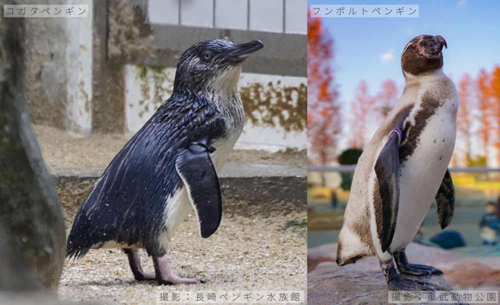 ガタペンギンとフンボルトペンギンの比較