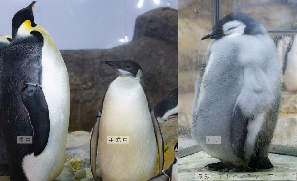 亜成鳥と成鳥の模様の比較