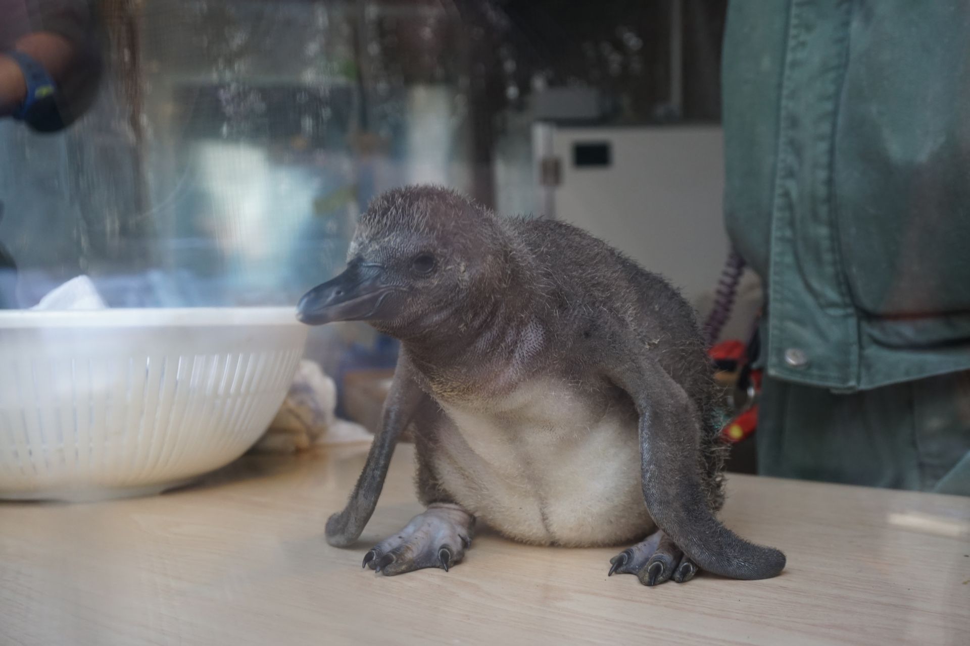 フンボルトペンギン