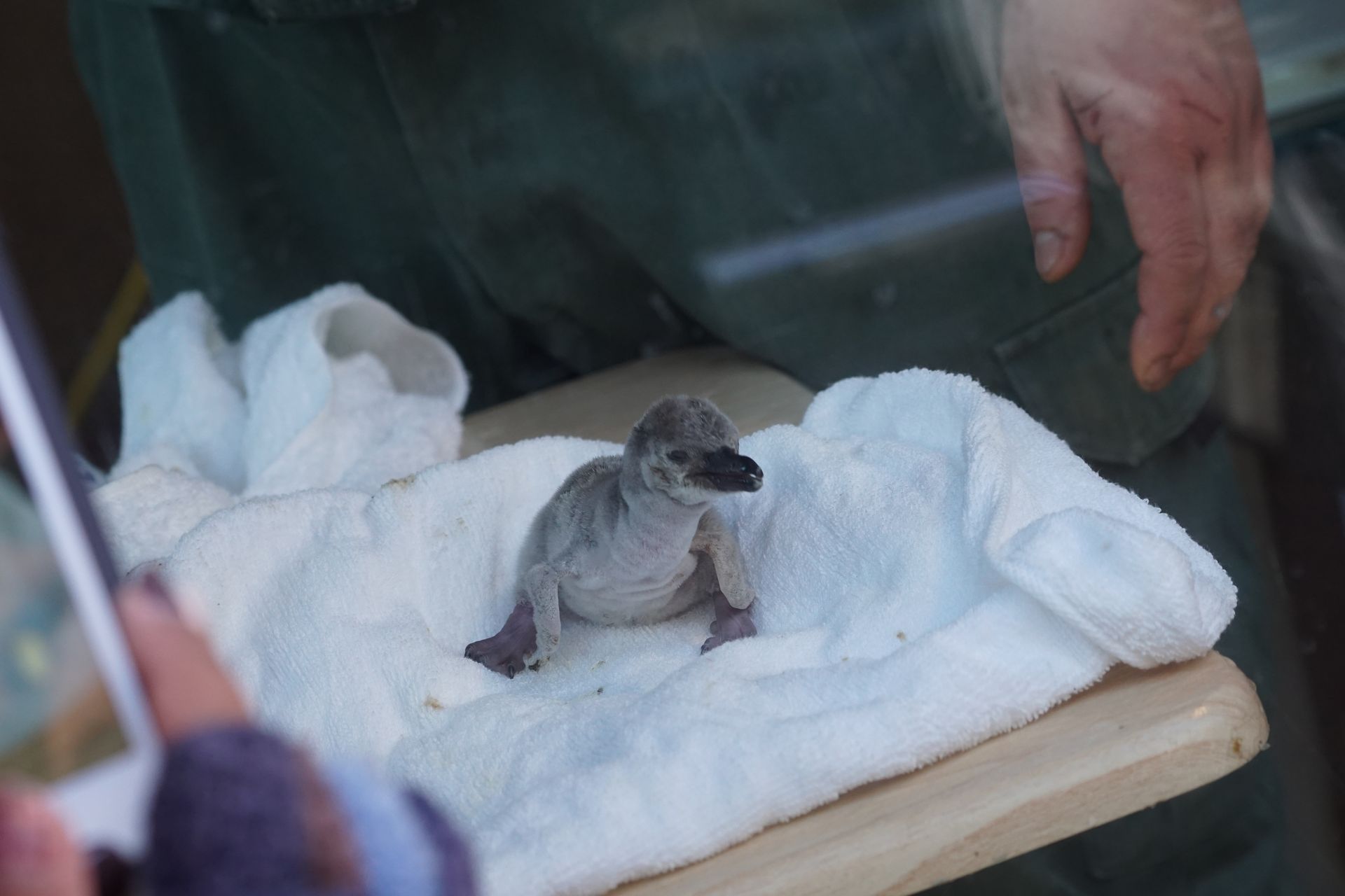 フンボルトペンギン