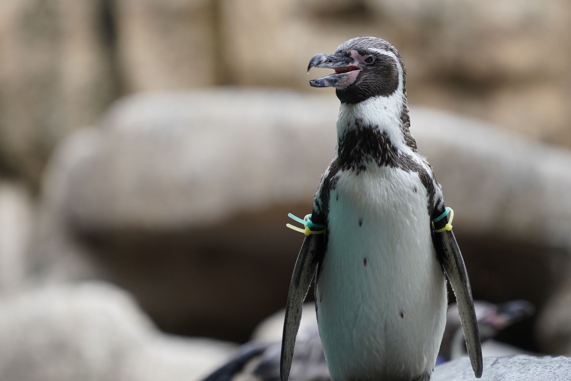 フンボルトペンギン