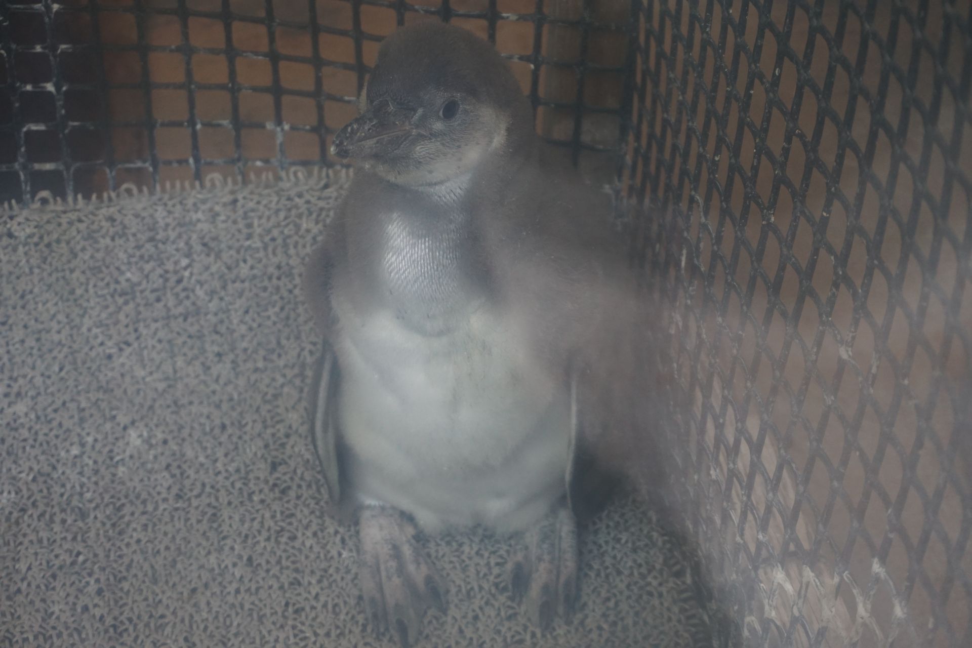 フンボルトペンギン