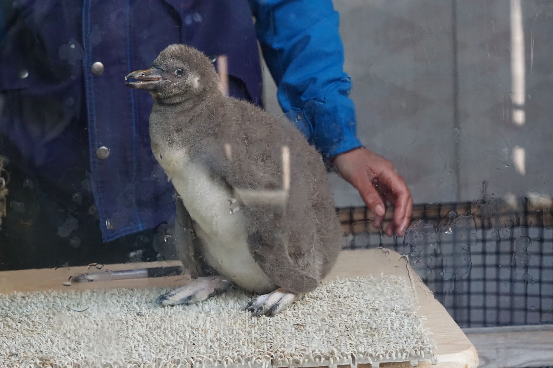 フンボルトペンギン