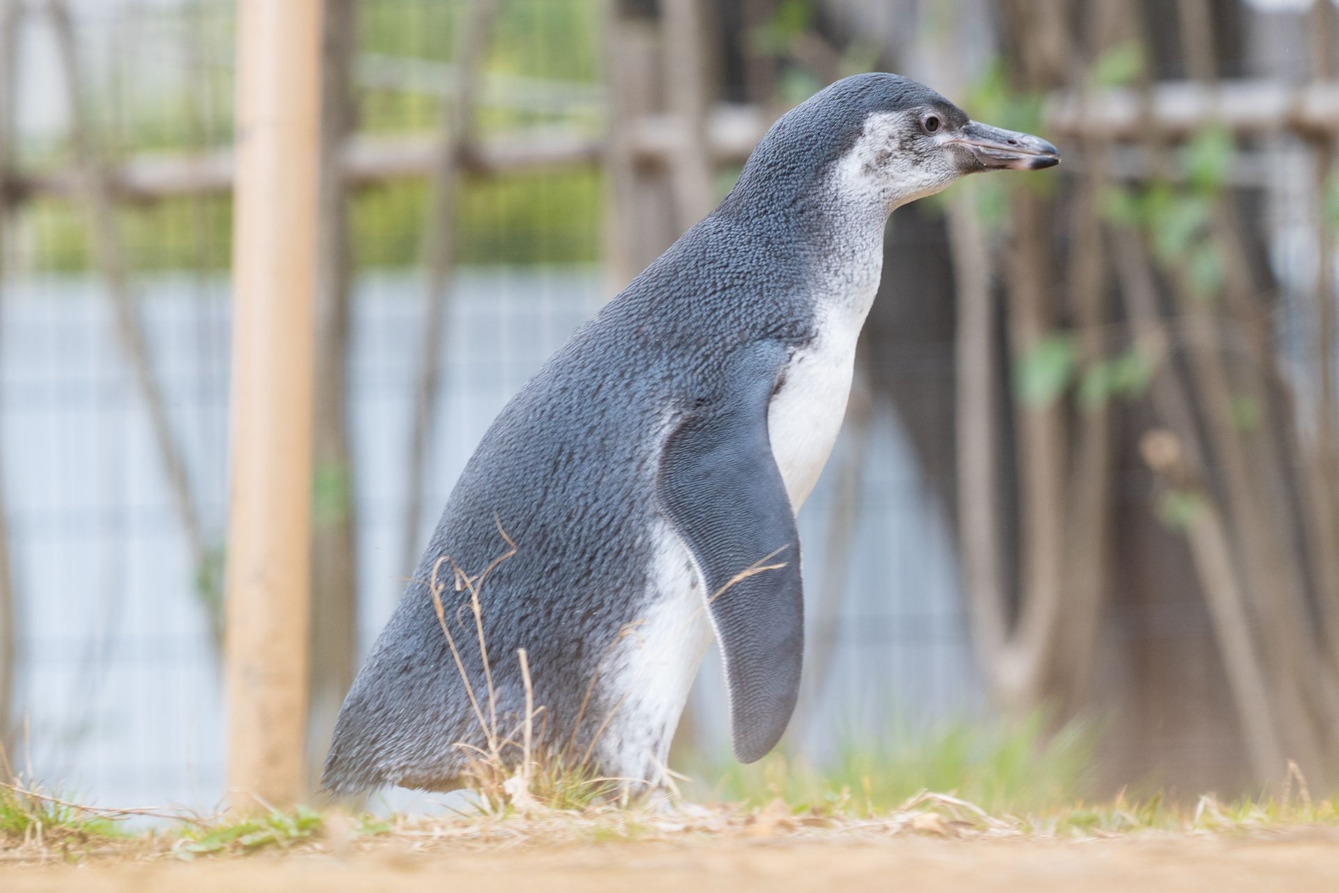 フンボルトペンギン