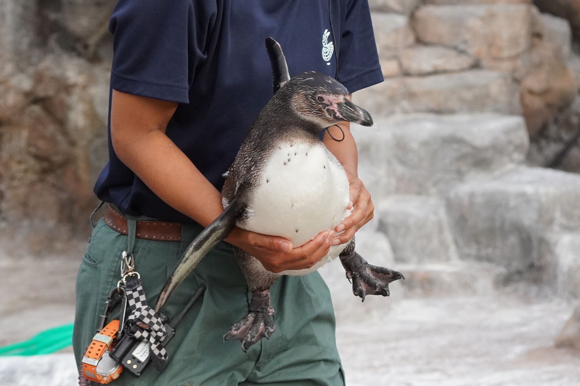 フンボルトペンギン