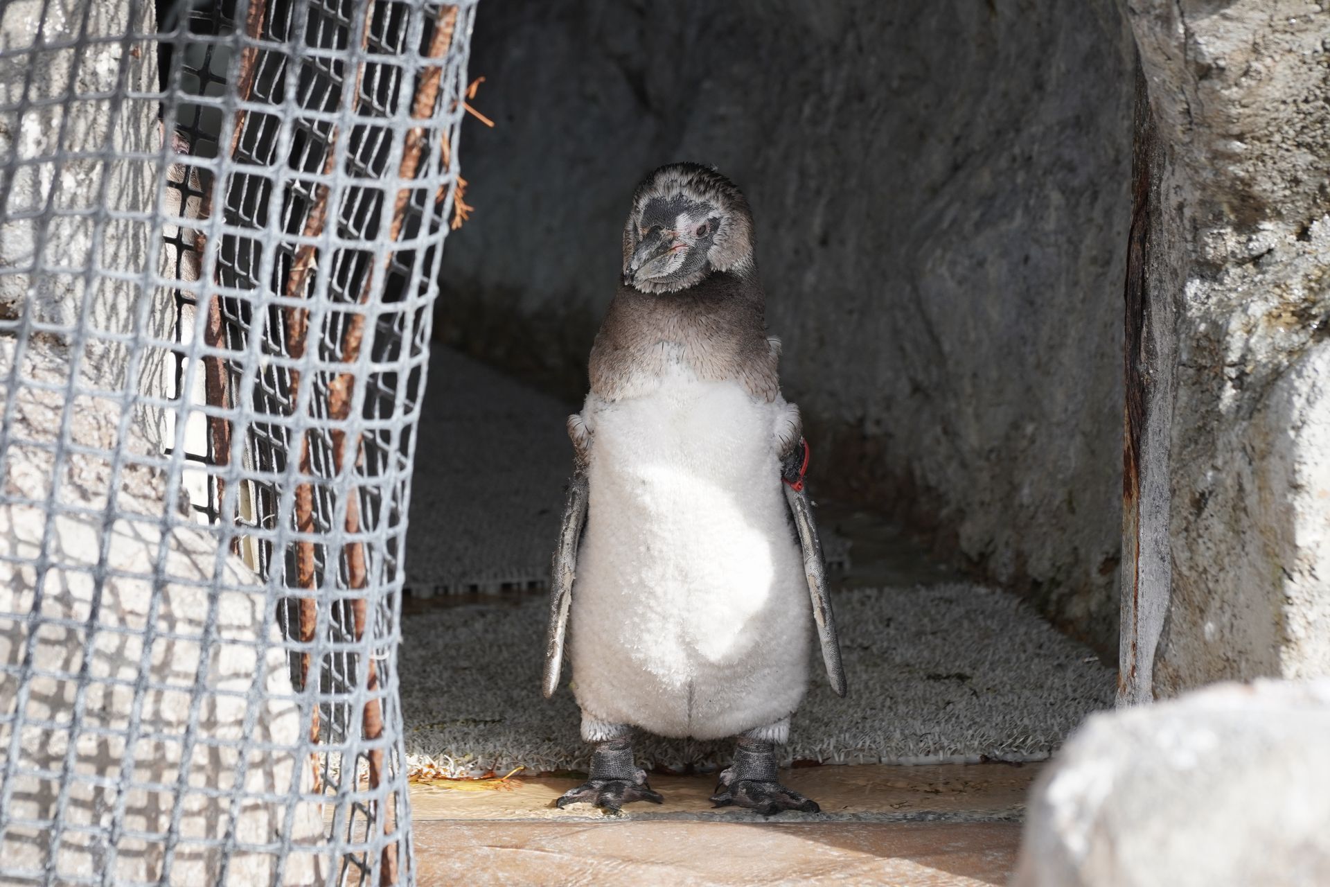 フンボルトペンギン