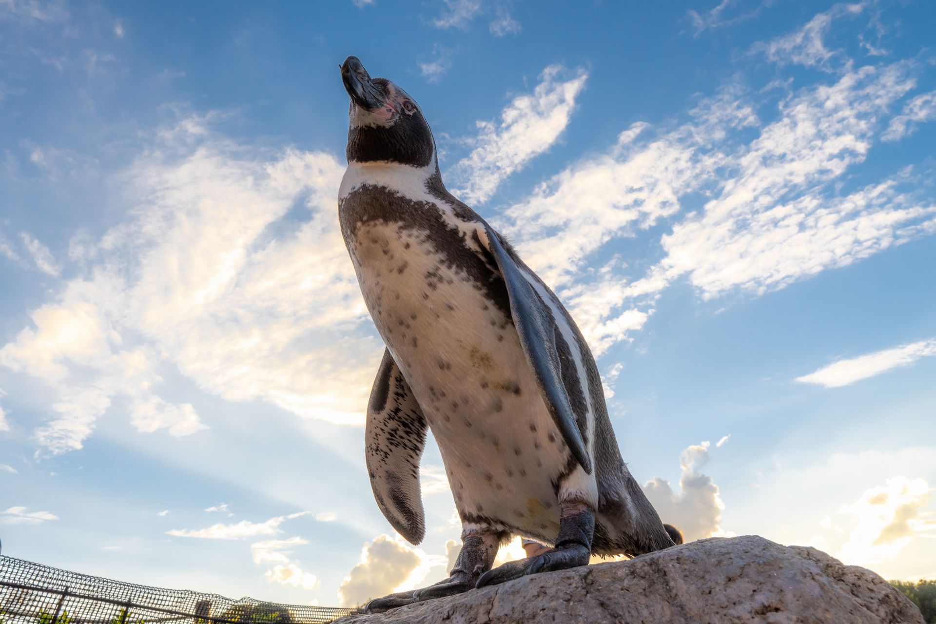 フンボルトペンギン