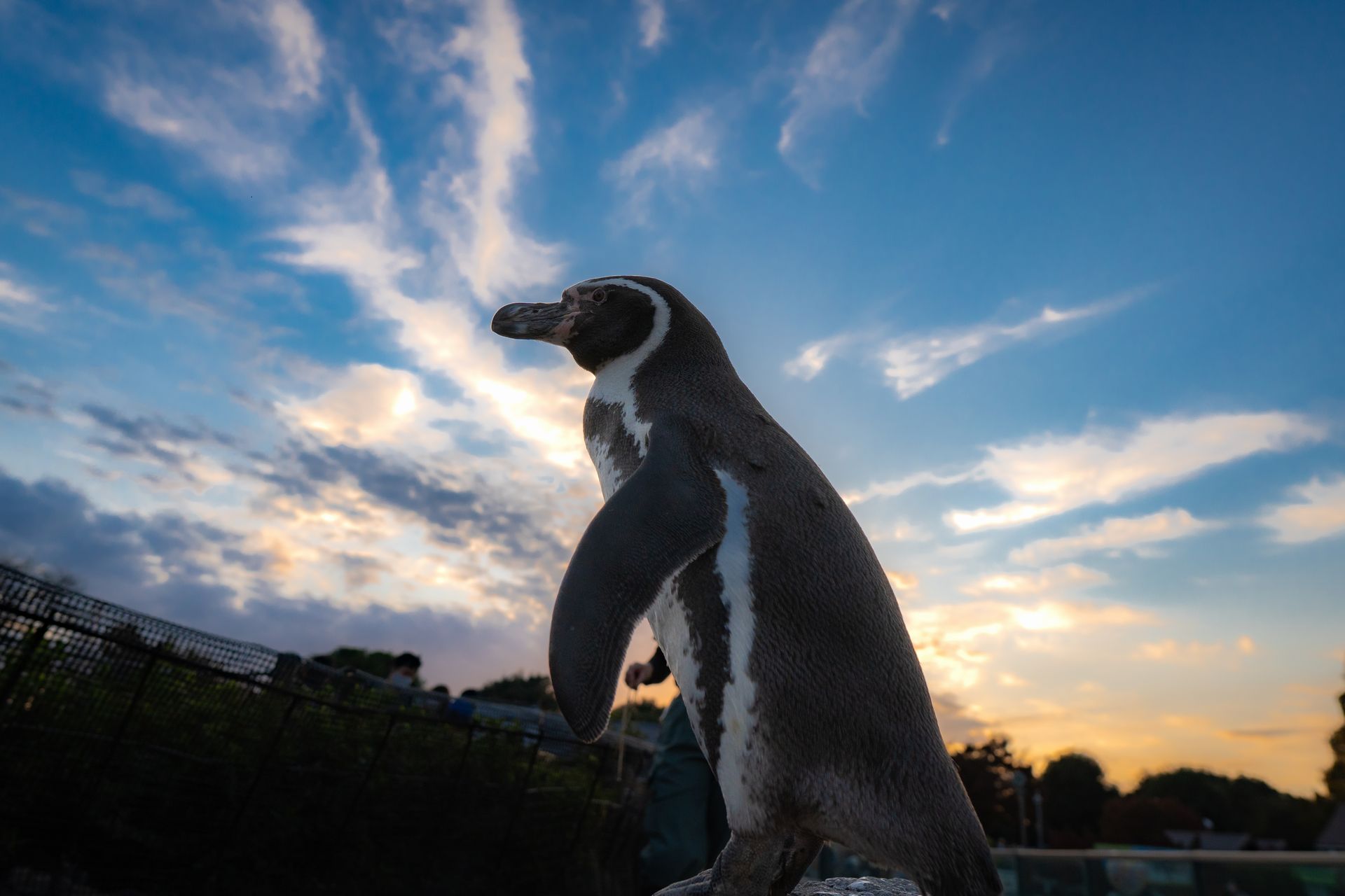 フンボルトペンギン