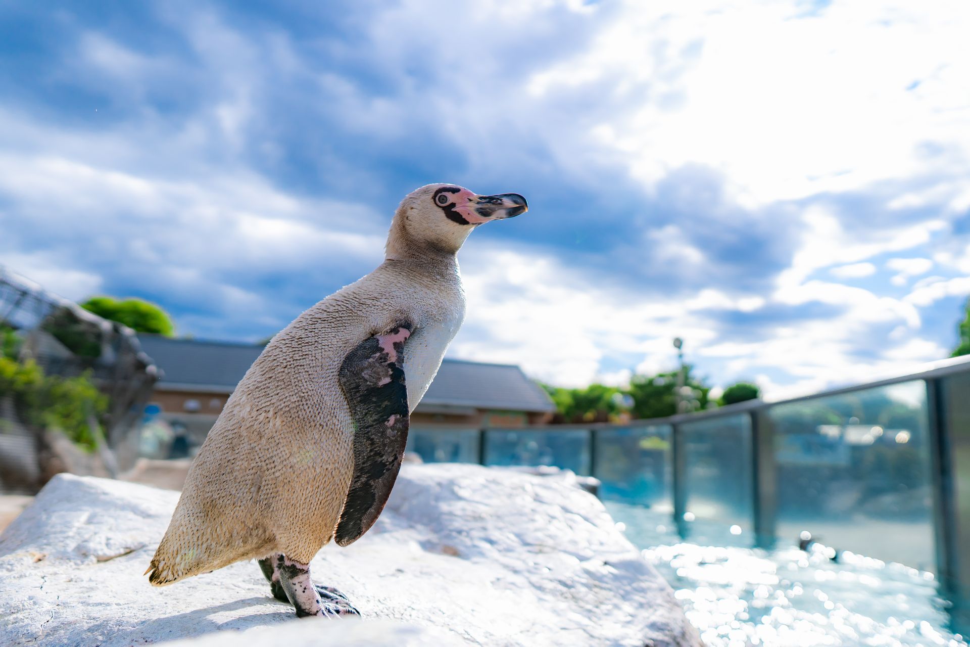 フンボルトペンギン