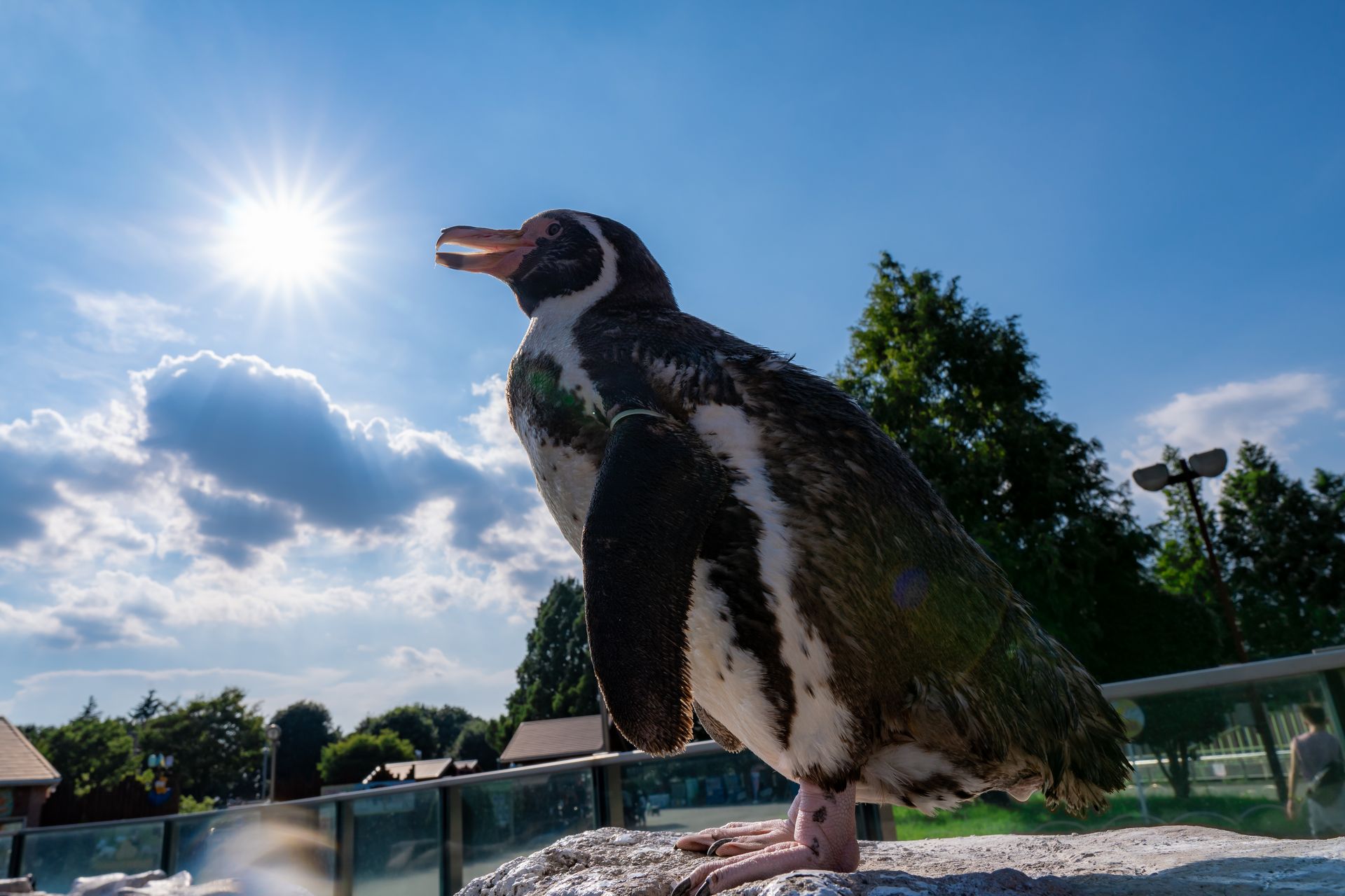 フンボルトペンギン