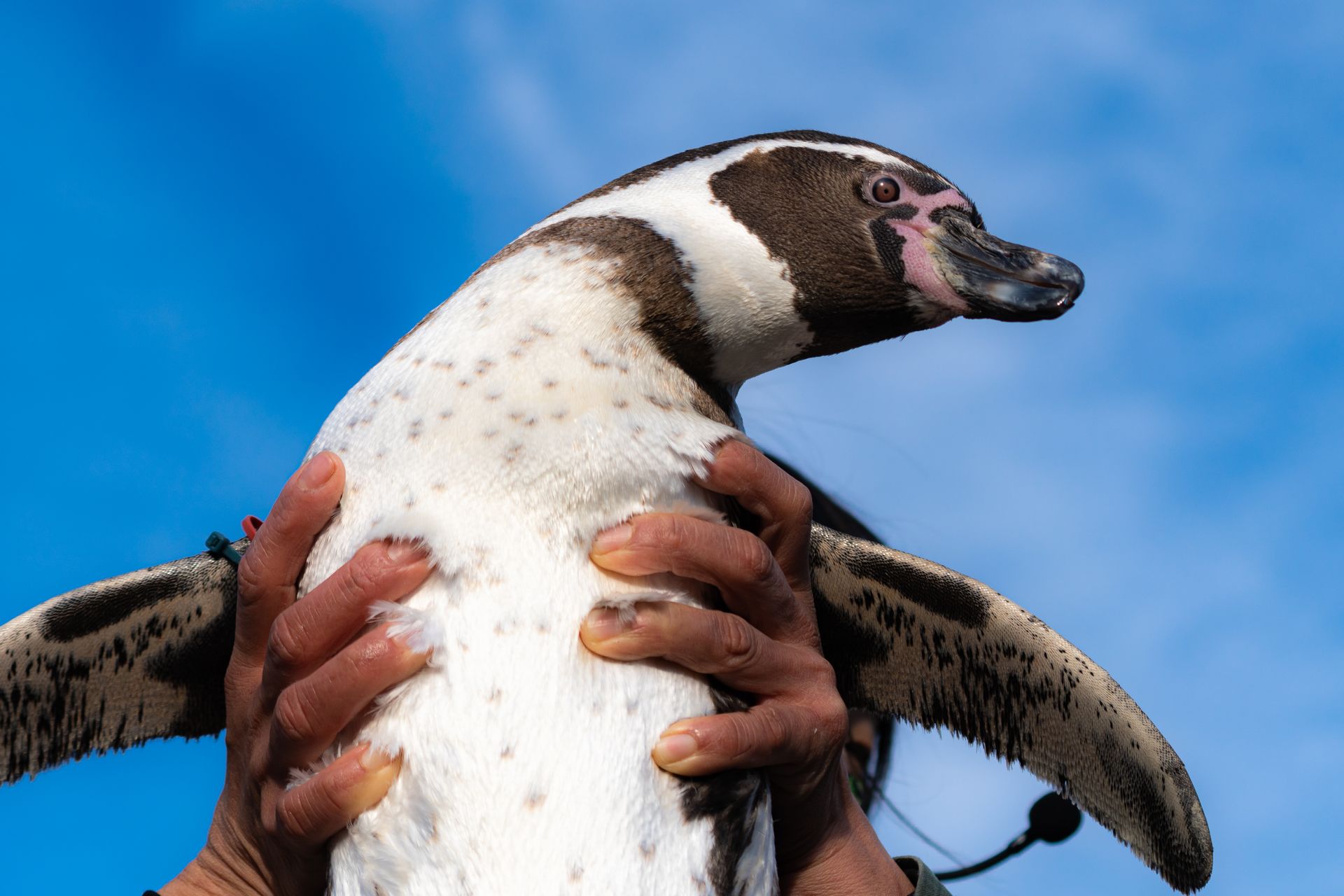 フンボルトペンギン