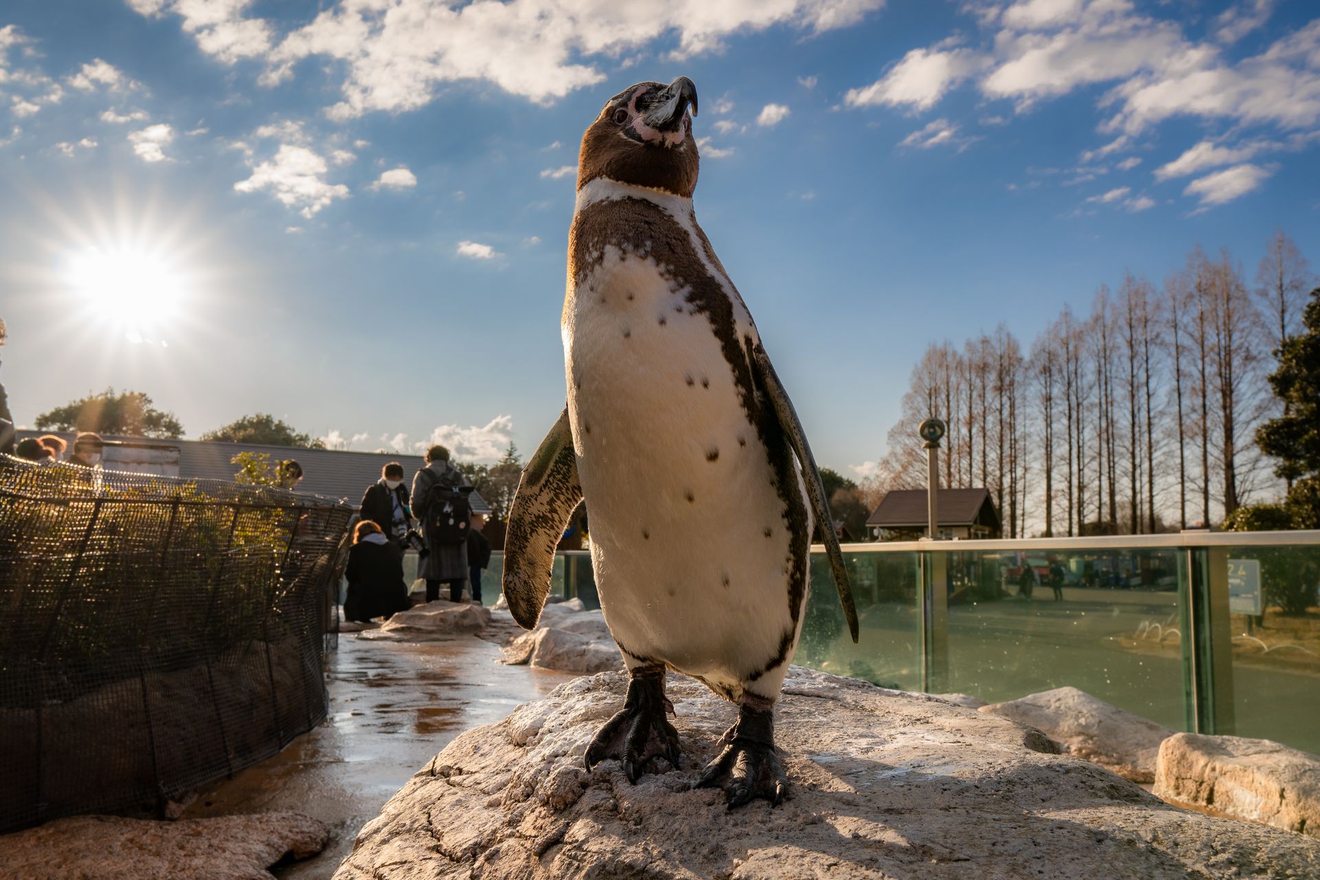 フンボルトペンギン