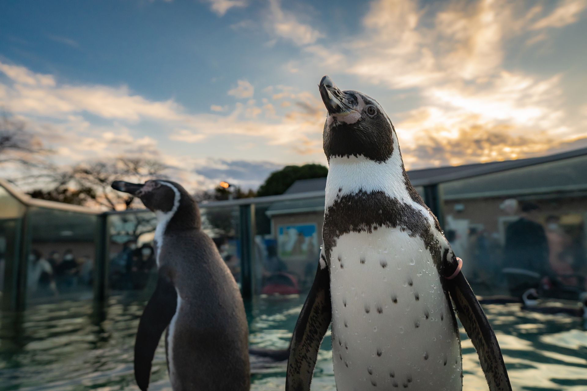 フンボルトペンギン