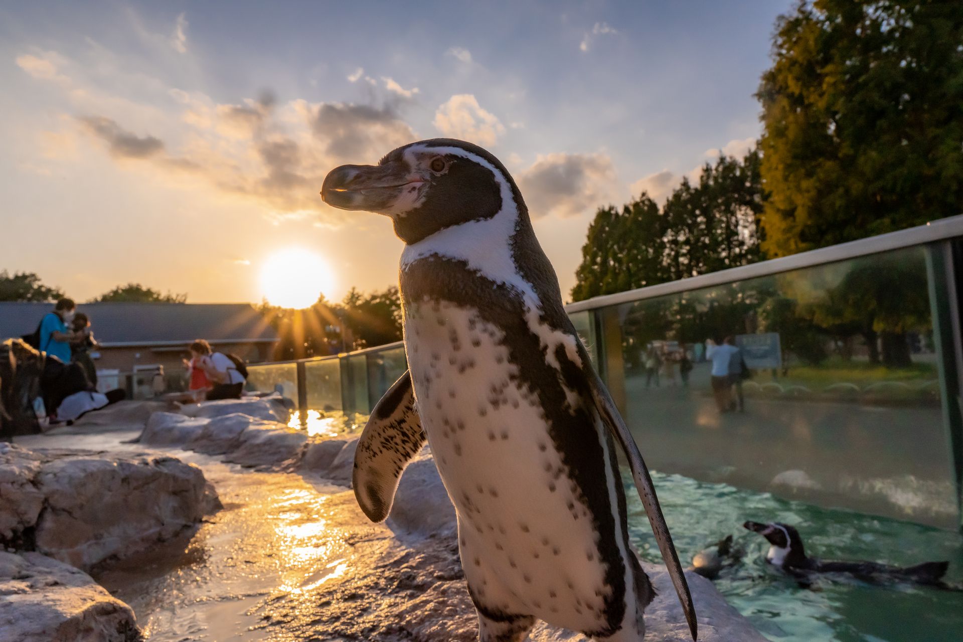 フンボルトペンギン