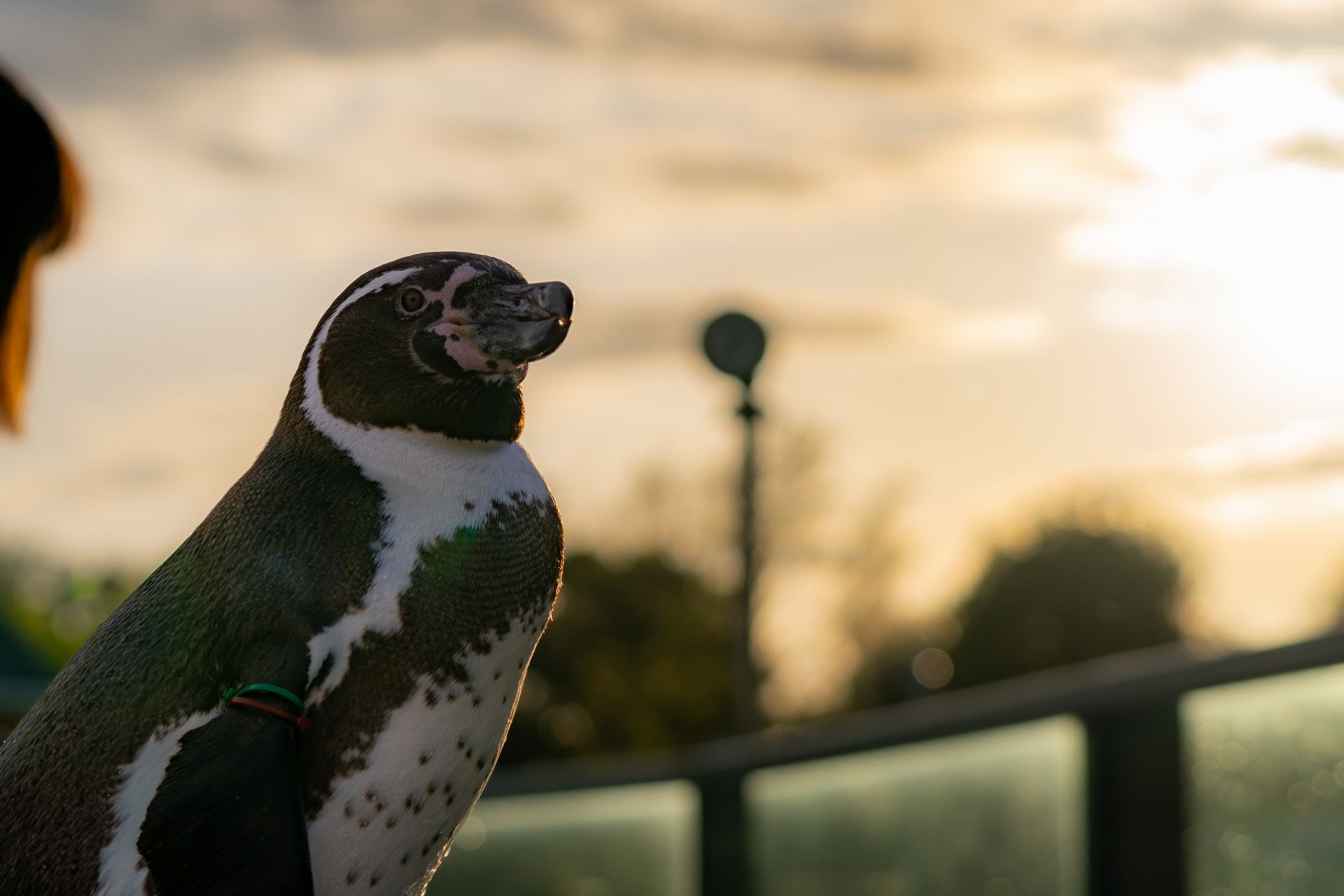 フンボルトペンギン