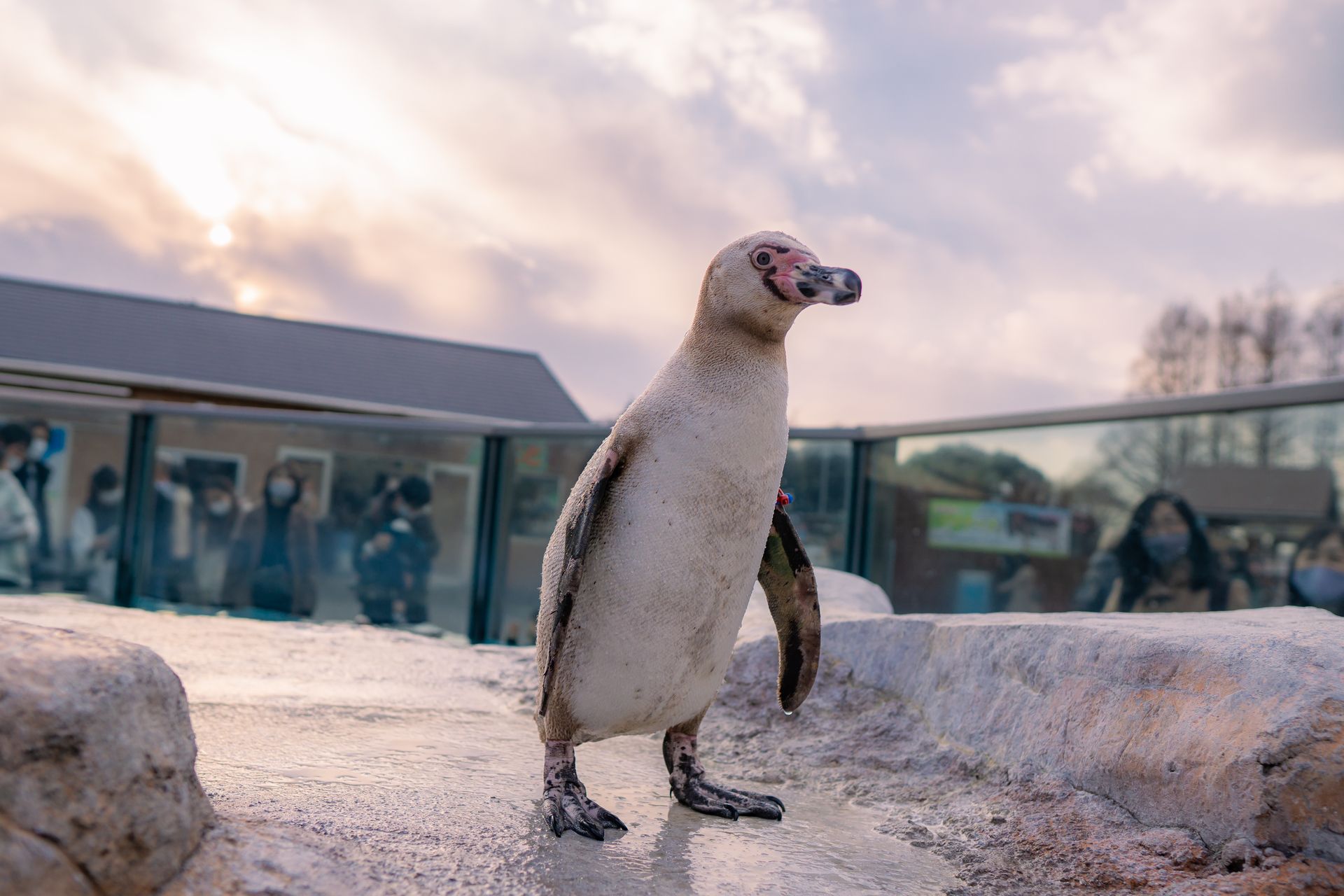 フンボルトペンギン