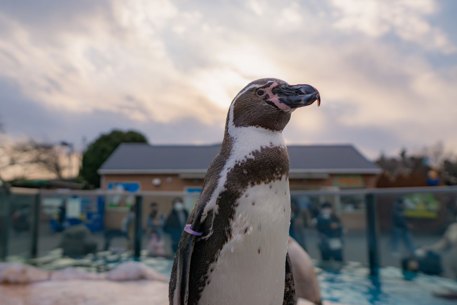 フンボルトペンギン