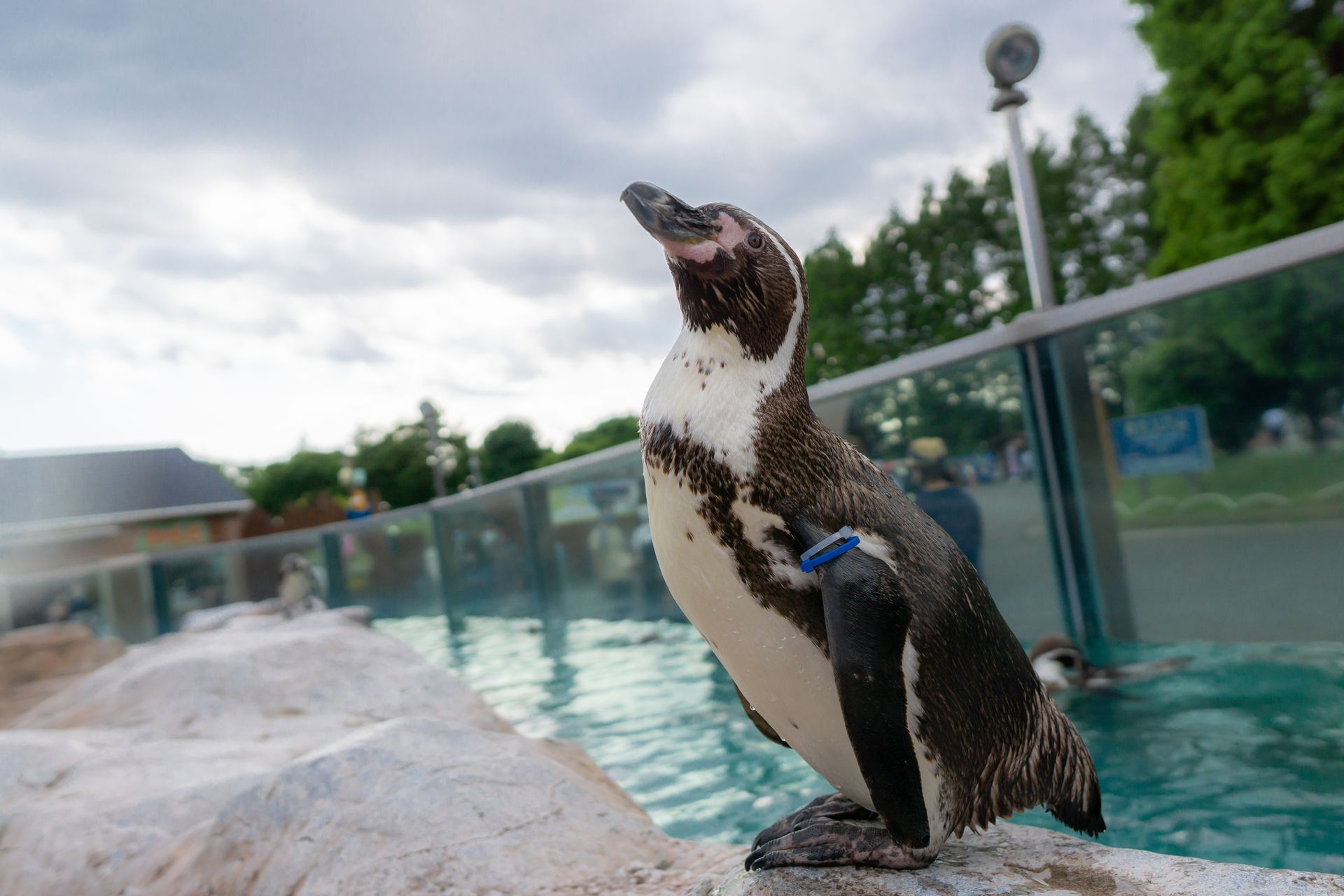 フンボルトペンギン