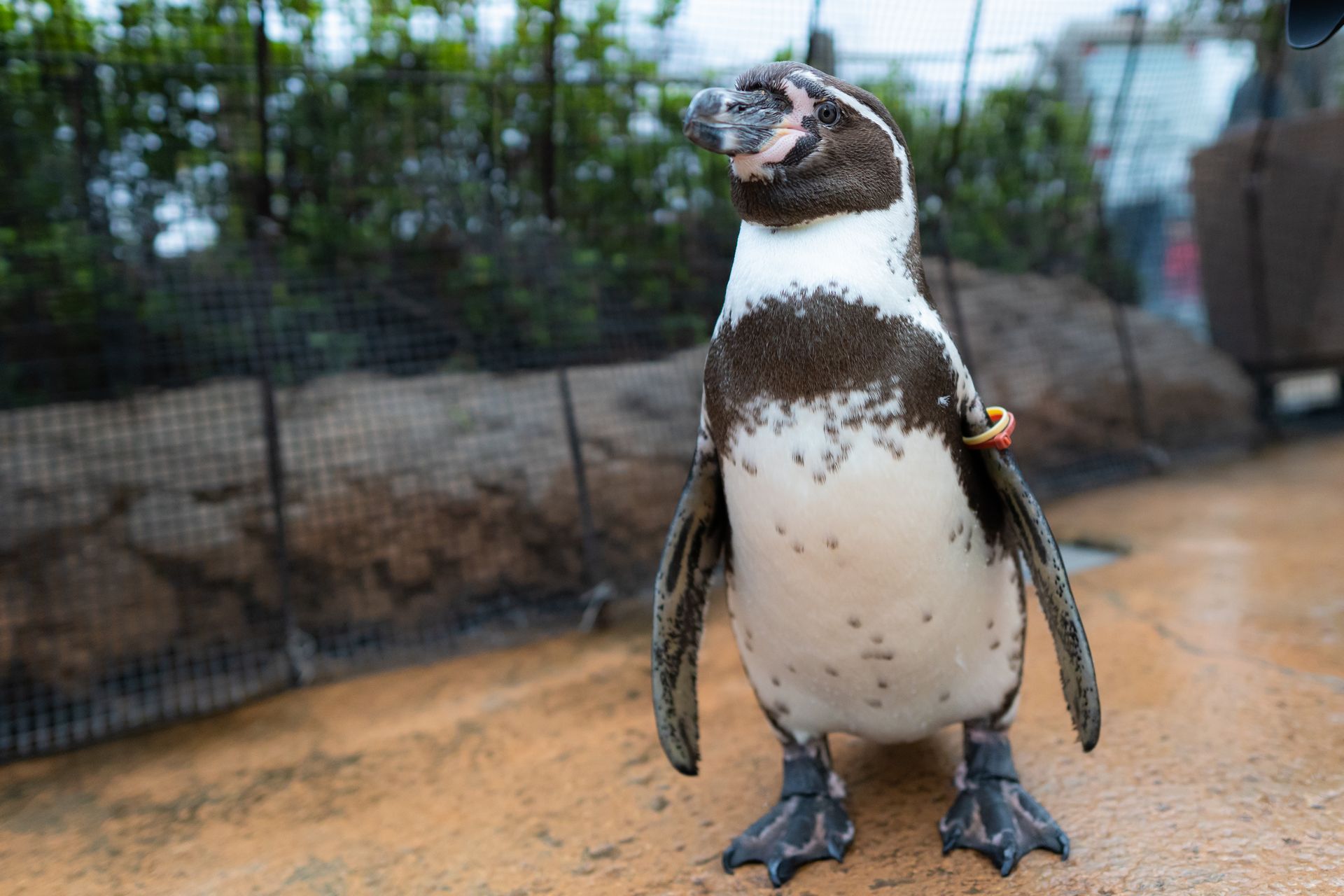 フンボルトペンギン