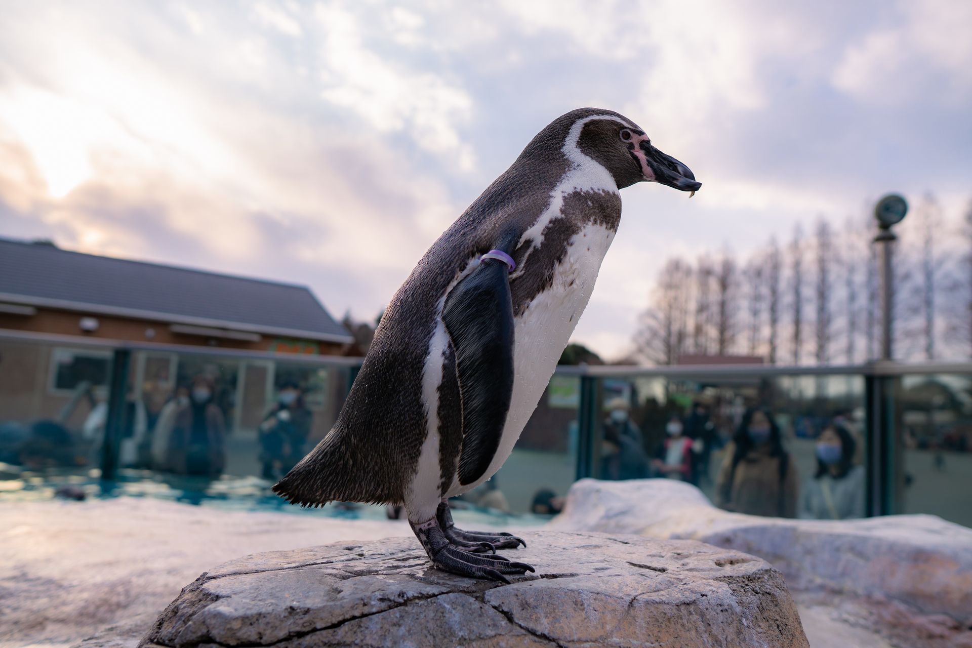 フンボルトペンギン