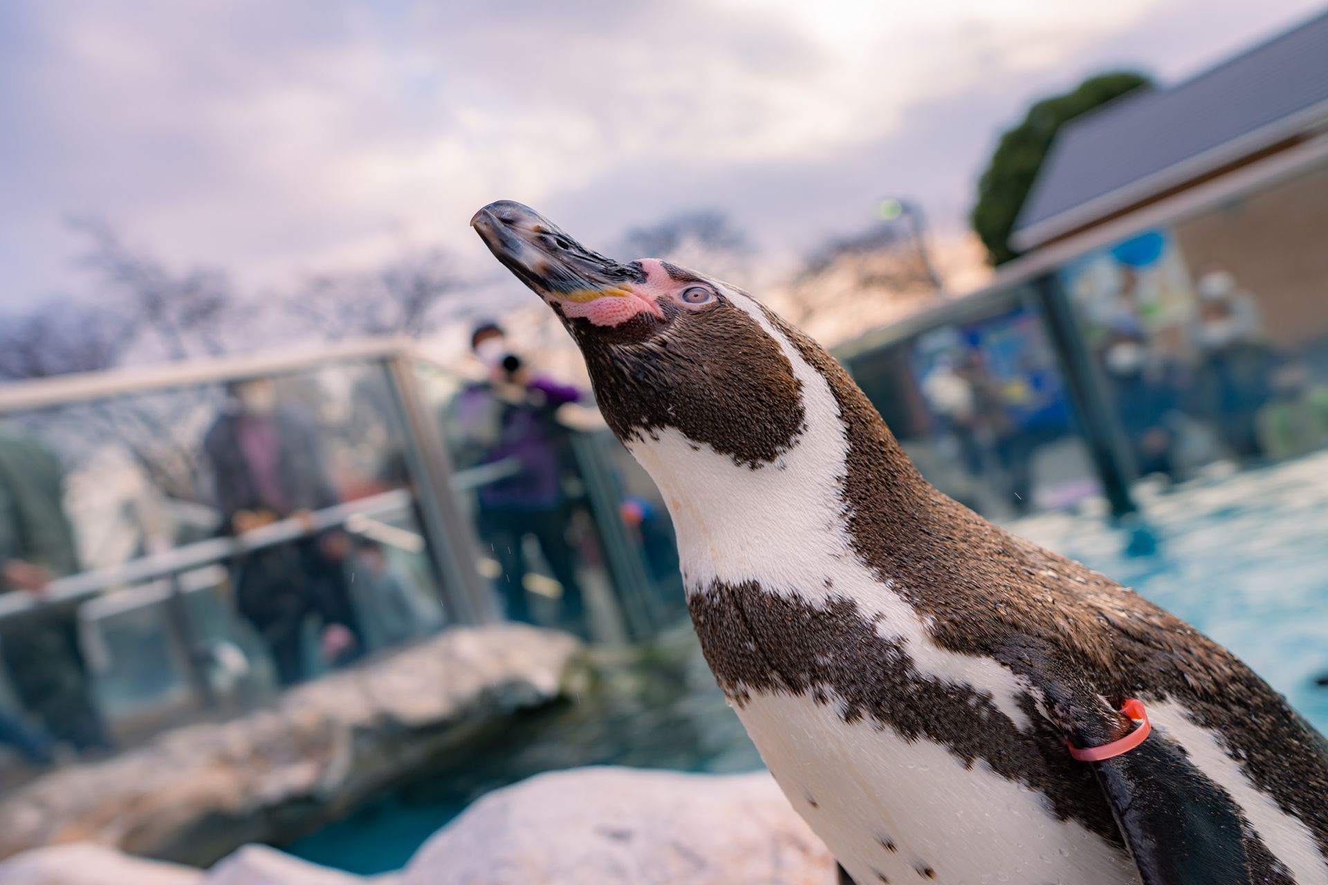 フンボルトペンギン