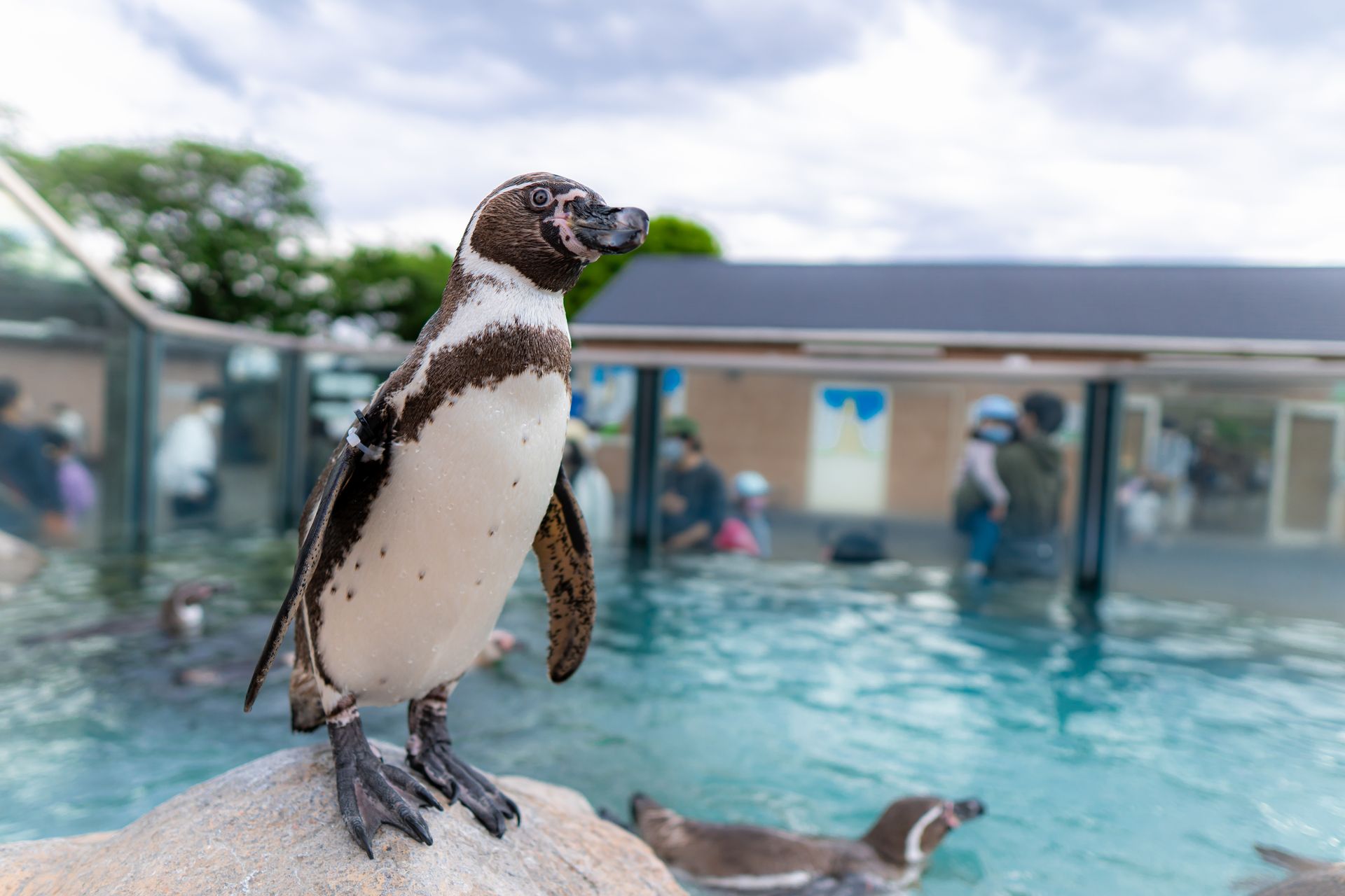 フンボルトペンギン