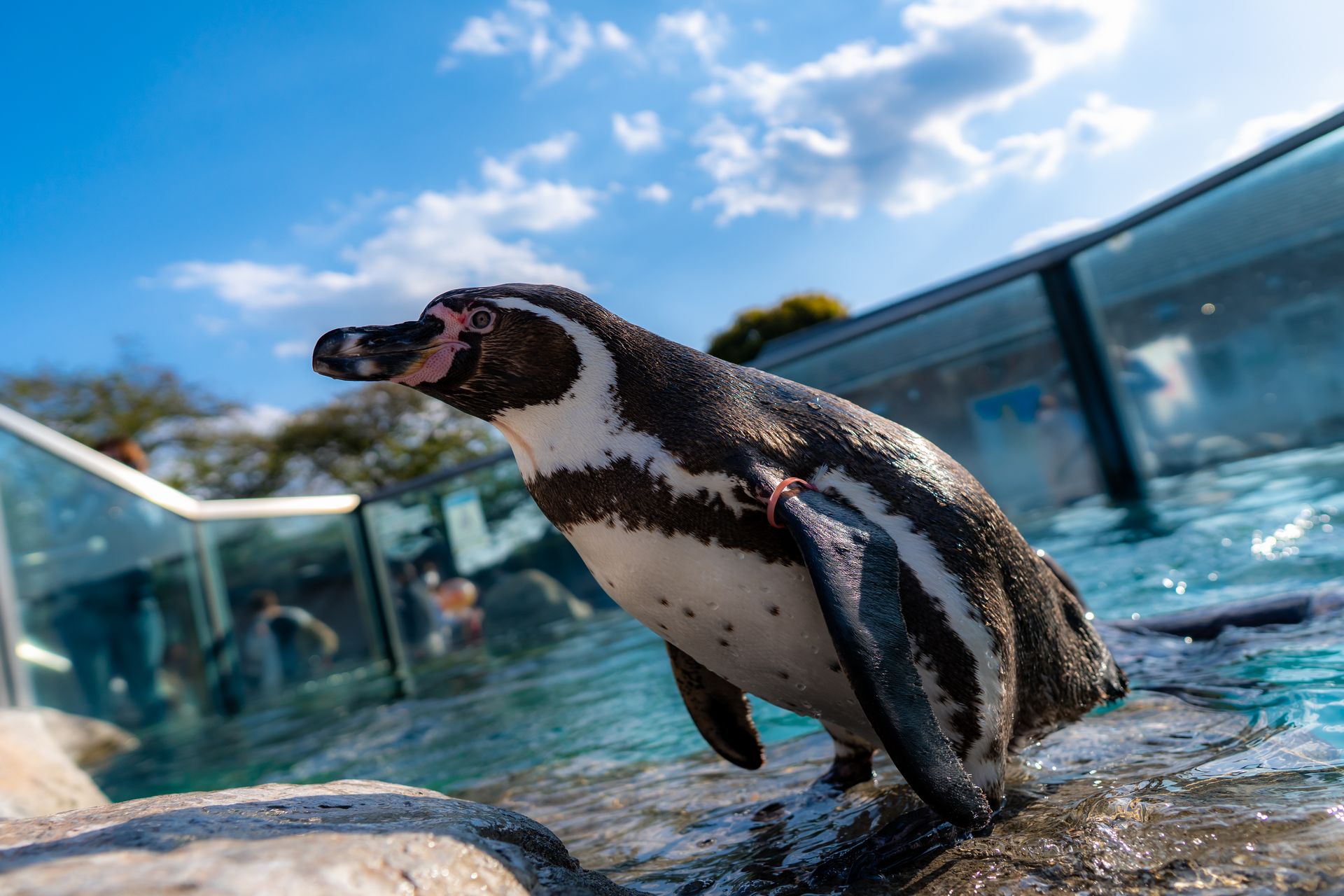 フンボルトペンギン